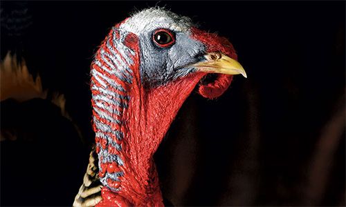 Fixing Turkey Neck